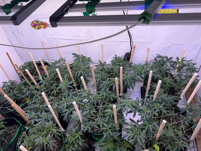 Indoor Grow  — vegetative, day 129