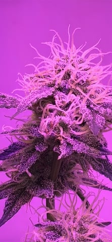 White Widow & Skittlez — flower, day 54