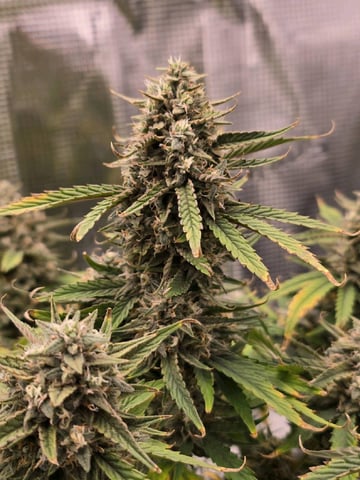 blue dream auto — flower, day 64