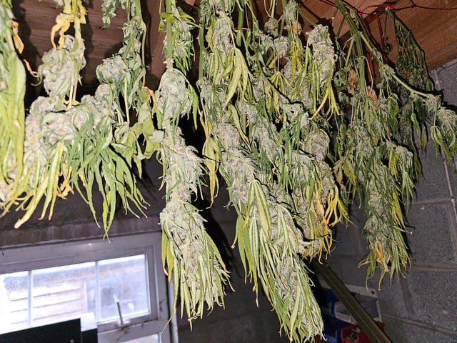blue cheese  — harvest, day 9