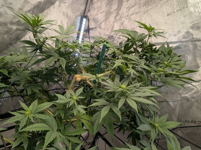 White Widow? — flower, day 29