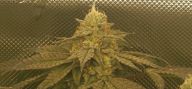 Found my Females... Game On! — flower, day 180