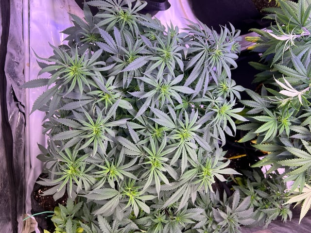 Indoor Grow  — vegetative, day 32