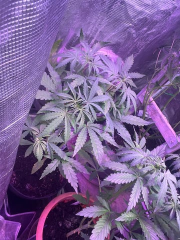 Auto variety  — vegetative, day 34