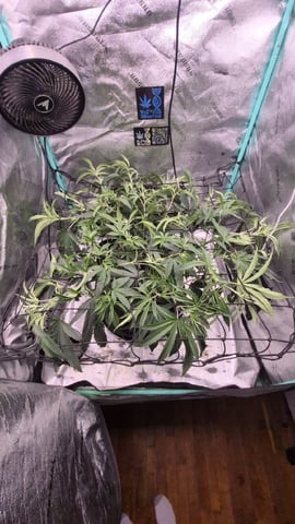 zlurricane blast — vegetative, day 55