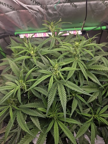 Northern Lights / Banana Kush — flower, day 61
