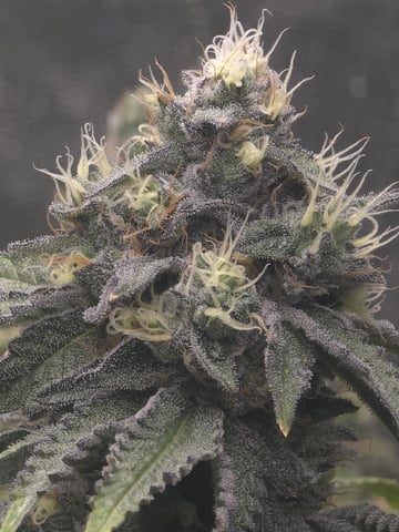 Oceanz 16 — flower, day 151