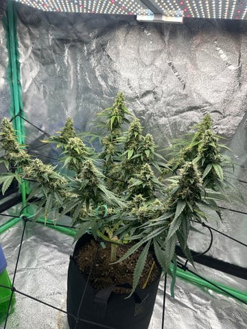 trying some bag seeds