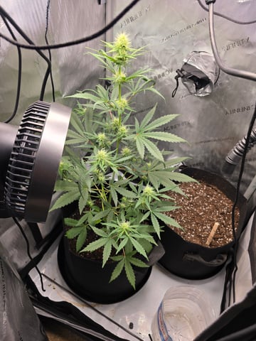 Pull my finger and Mowie Wowie — grow_setup, day 69