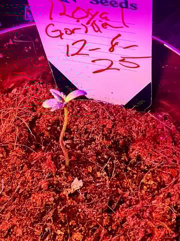 Royal Gorilla — seedling_rooting, day 7