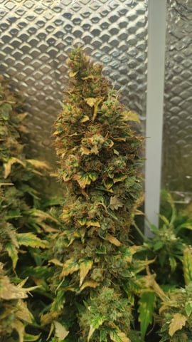 Crime Caramel Auto — flower, day 90