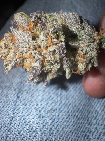 Master Kush RBX — harvest, day 209