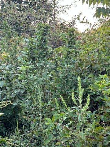 First grow — flower, day 53