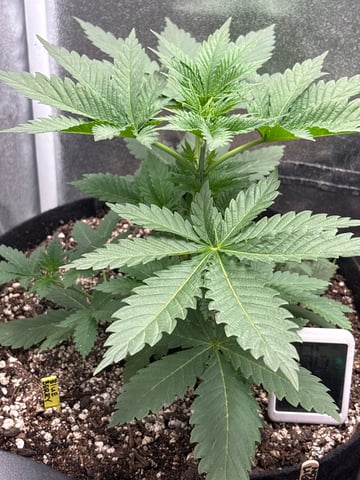 Blueberry — grow_setup, day 2