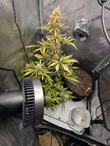 Pull my finger and Mowie Wowie — grow_setup, day 103