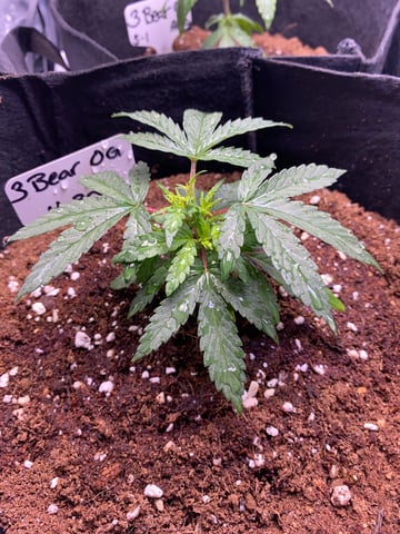 LiLBruh Cannabis — seedling_rooting, day 12