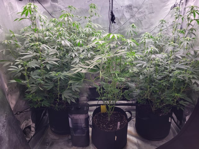 Grow — flower, day 56