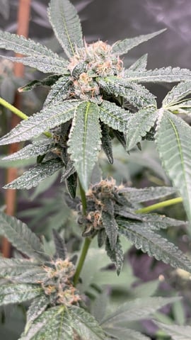 Current Grow — flower, day 27
