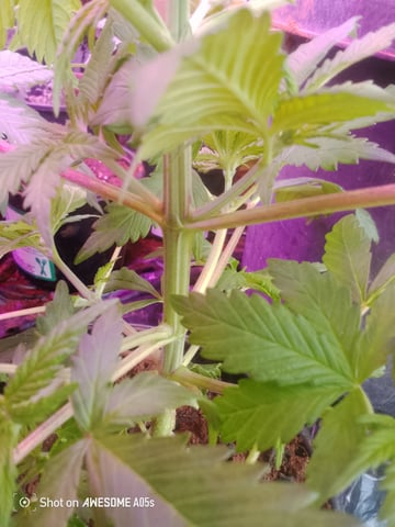 Rra Phula  — vegetative, day 43