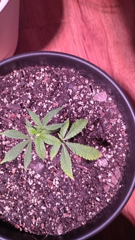 FKAFL — vegetative, day 95