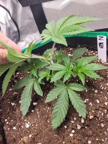 herbies free seed — vegetative, day 19