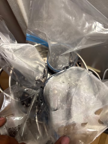 No Identity Seeds — grow_setup, day 1