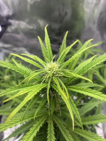 Indoor — flower, day 42