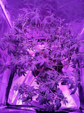 Purple Plum Perfect 💜 & 2 Grape Runtz 🍇 Mainlining garden.  — vegetative, day 151