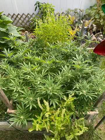 queen of soul X cap junky  — flower, day 148