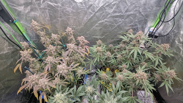 Mixed Grow — flower, day 99