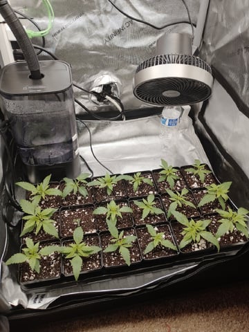 Unknown Seeds — seedling_rooting, day 16