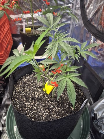Grow 1 2026 Gelato Rainbow Sherbert 
