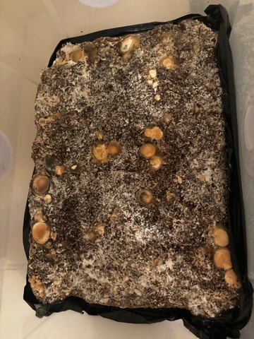 First magic mushroom grow — flower, day 77
