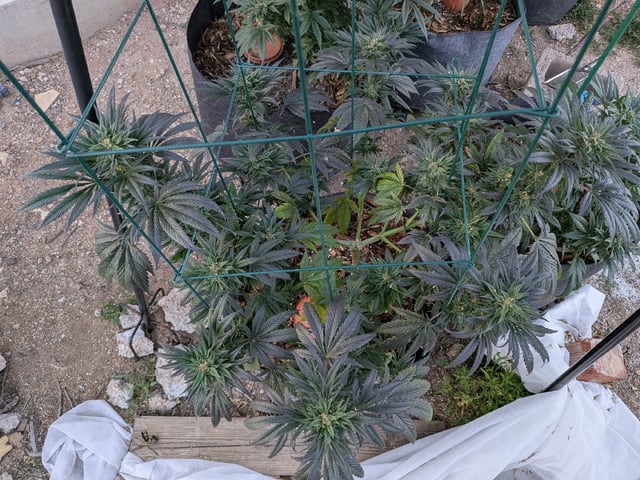 October Start — flower, day 123