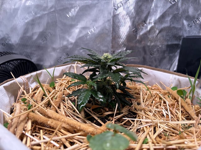510 First Run! — flower, day 45