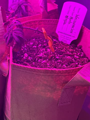 Inside Mother Plants — vegetative, day 45