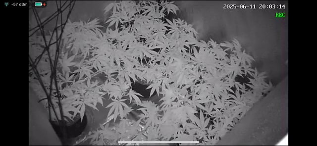 blueberry cupcake  — flower, day 67