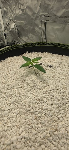 Beginner - My first grow has been an incredible experience so far! — seedling_rooting, day 16