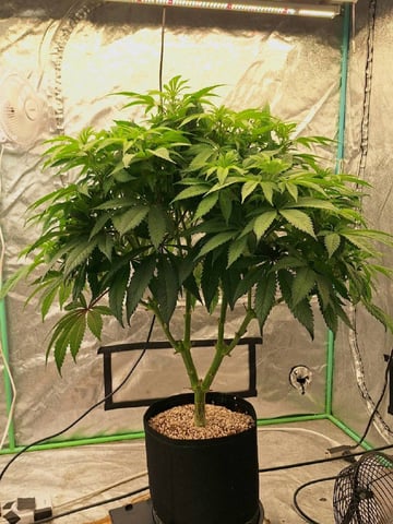 Gorilla Girl Autopot — flower, day 111