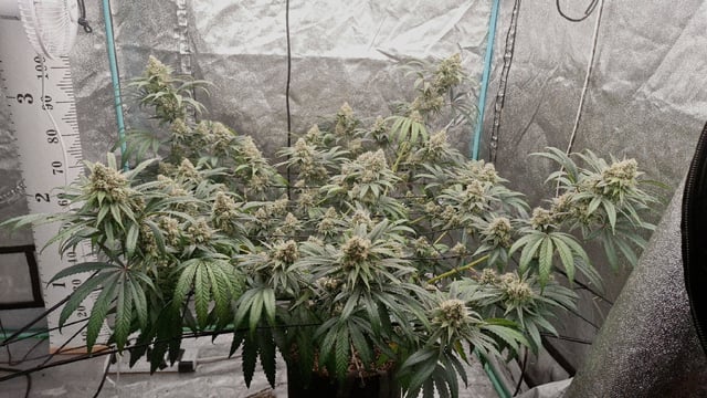 Experimental DIY Run — flower, day 21