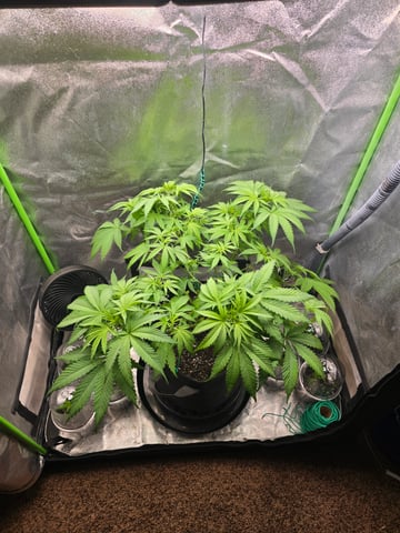 First grow — vegetative, day 46