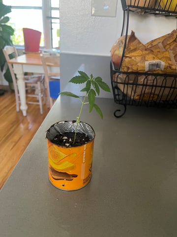 Plant from John — seedling_rooting, day 16