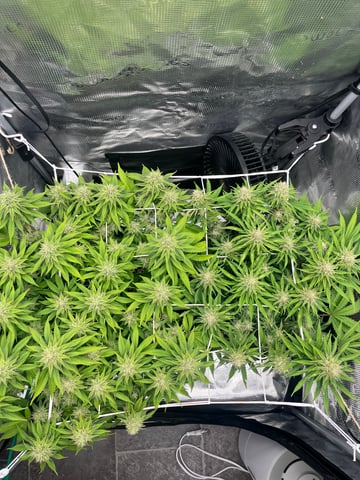 Gorilla Zkittlez & RS #11 — flower, day 82