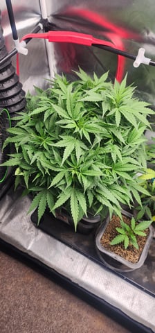 El Chemi Kiwi autoflower  — vegetative, day 38