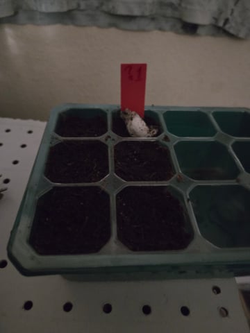 Critical Purple Kush — germination, day 3