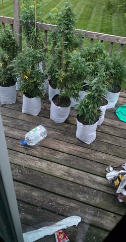 Outdoor 2025 — vegetative, day 103