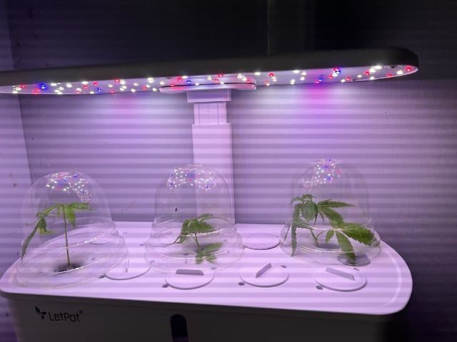 Banjo Clones — vegetative, day 9