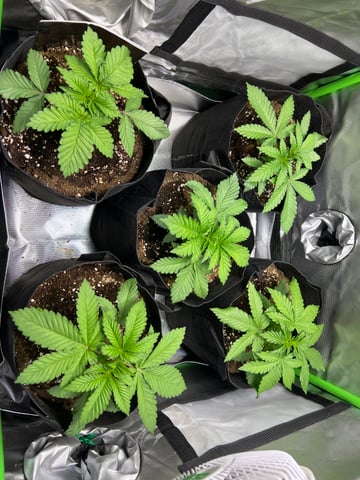 Lemon Power Haze — vegetative, day 23