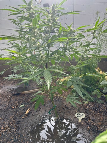 3 seeds  — flower, day 63