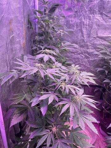 Milky Way F1 (2nd Try)  — flower, day 40